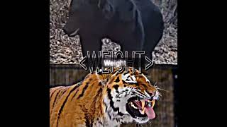 Siberian Tiger vs Ussuri Brown Bear [upl. by Gussie]