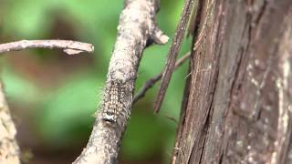 Caterpillar of Rosy Gypsy Moth on the Move カシワマイマイ（蛾）幼虫の木登り [upl. by Nahtal]