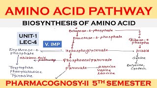 AMINO ACID PATHWAY  Biosynthesis of Amino acid in Pharmacognosy  Pharmacognosy2 BPharm 5th sem [upl. by Yarahs101]