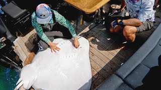 HUGE 200lb Roughtail Stingray  Catch N Cook [upl. by Cammi]