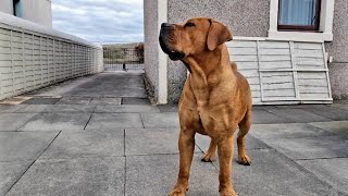 Boerboel dog bark 2 [upl. by Hsinam265]