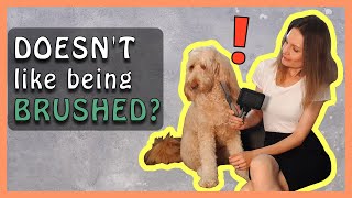 How to TEACH A GOLDENDOODLE to LIKE BEING BRUSHED  Doodle Dog Brushing Tips [upl. by Eetnom343]