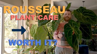 Is Rousseau Plant Care Worth it Grow Lights and Aroid Food experiment [upl. by Leach153]