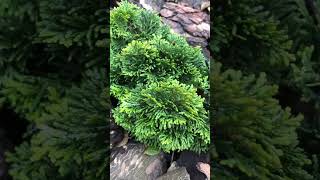 Chamaecyparis obtusa Nana Gracilis flowers garden relaxing evergreen landscape design shorts [upl. by Azmuh]