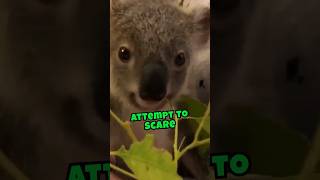 The behavior seen when a koala is angryClick on the description [upl. by Studley]