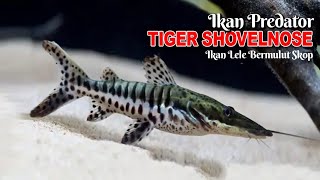 Ikan Predator Tiger Shovelnose Catfish TSN [upl. by Tennies380]