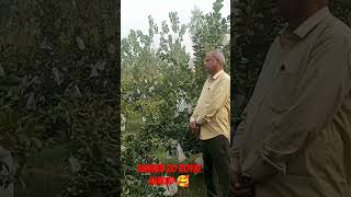 agriculture 7983713115🥰🥰🥭 Taiwan amrud ki kheti hai farming 🥰🥰🥰🥰🥰🥰🥰🥰 [upl. by Vaasta]