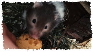 HAMSTERMUFFINS AUFM KLO VERDRÜCKT  BTTVLOG [upl. by Alyat]