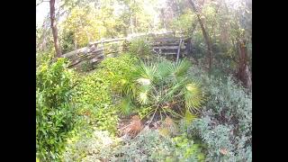 Chamaerops humilis palm after worst freeze on record Update [upl. by Aik]