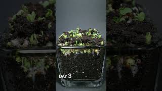 Broccoli Microgreens Growing Time Lapse [upl. by Felizio]