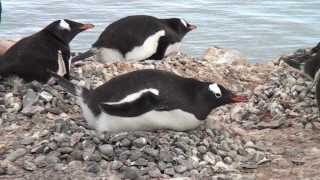 ANTARCTICA  Seabourn Quest Cruise [upl. by Ecniv416]