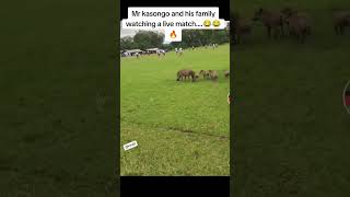 Kasongo warthog and family going to watch an live match funnyvideo [upl. by Enreval]