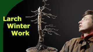 Developing Larch Bonsai what to do in Winter [upl. by Liederman]