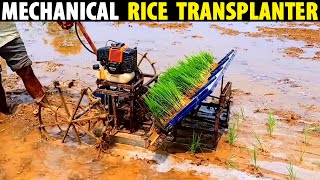 Mechanical Rice Transplanting  Paddy Planting Machine [upl. by Lednyk114]