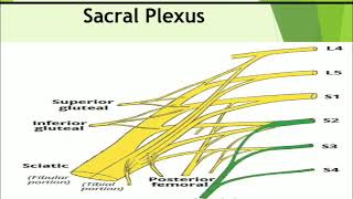 NEUROVASCULAR STRUCTURES OF THE PELVIS PART 1 [upl. by Garlinda268]