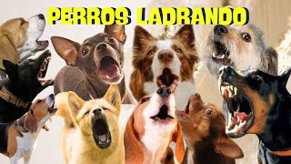 PERROS ladrando FUERTE para molestar a tu perro o Gato HD [upl. by Acinahs656]