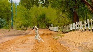 Island of Lemurs Madagascar  quotThe Lemur Dancequot Clip HD [upl. by Laurella]