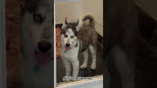 husky howling husky dog husky screaming husky puppies husky barking husky singing husky [upl. by Ciprian]