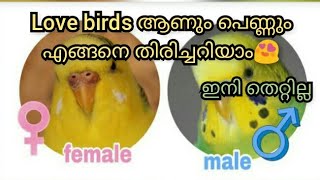 Love birds male and female difference malayalam  ആണോ പെണ്ണോ Simple Globalvlogs [upl. by Hterag]