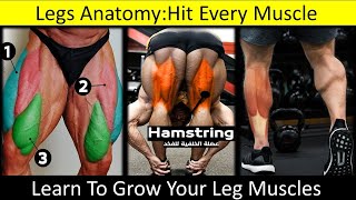 Legs AnatomyQuadriceps MusclesHamstring MusclesCalves MusclesUrduHindiFitness Warrior [upl. by Otrebile627]