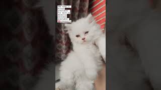 Kitten available for sale in Bareilly Delivery available ☎️ 6396426173 [upl. by Marler]