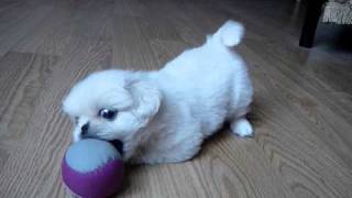 White pekingese puppy playing Super CUTE [upl. by Onairpic]