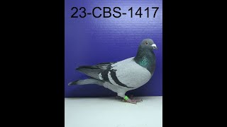 23CBS1417 Blue Cock [upl. by Teryn]