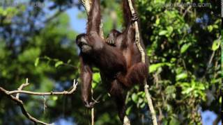 Bornean orangutan mating [upl. by Anerat367]