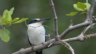 Collared kingfisher Bird Beautifully on the tree [upl. by Valora597]