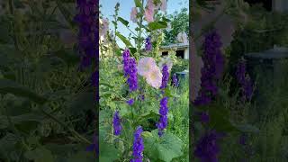 From Seed To Stunning Watch This Hollyhock Grown From Seed [upl. by Yahsram]