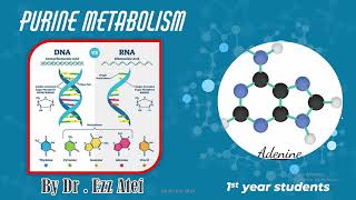 biochemistry  1st year  purine synthesis and others [upl. by Halyak164]