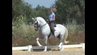 Lusitano PSG  Quality Movement [upl. by Ottilie]