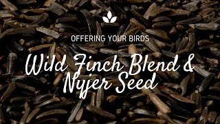 How to Attract Finches with Nyjer Seed [upl. by Isoj755]