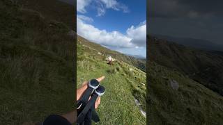 Wie komme ich an diesen Kühen vorbei irland wandern [upl. by Anirehs]