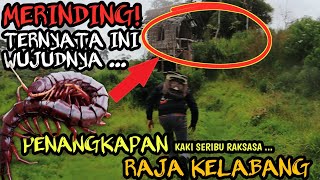 MERINDING PENANGKAPAN RAJA KELABANGKAKI SERIBU RAKSASA ANEH PENUNGGU HUTAN ANGKER [upl. by Ruckman]