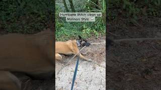 Hurricane Milton cleanup Malinois style 🐕 ☠️ dogshorts dogs hurricane florida milton [upl. by Aikkan]