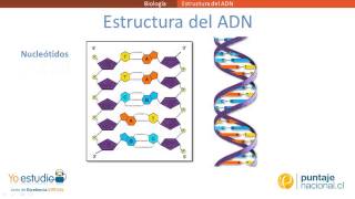 Estructura del ADN [upl. by Atinot332]