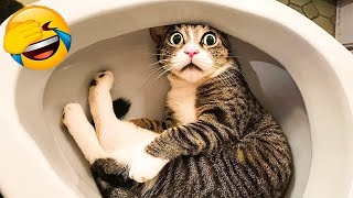 You Laugh You Lose Dogs And Cats 🙀🤣 Best Funny Animal Videos 😍😅 [upl. by Saraiya]