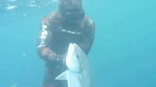 spearfishing yellowtail kingfish moruya nsw australia [upl. by Cantone]