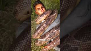 هل يمكنك النجاة من قبضة الأناكوندا المرعبة؟ 😱🐍 أناكوندا حقائقمرعبة معلومات [upl. by Nautna415]