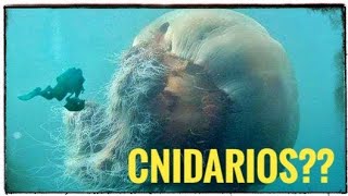 Qué Cgados es un CNIDARIO Qué son y cuáles son sus características [upl. by Kristyn]