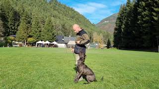 Just 5 Months old BANDOG chico training obedience [upl. by Mihcaoj]