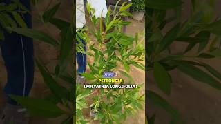 5 Evergreen Hedging plants for your Garden  Which all are the best plants for Hedge hedge shorts [upl. by Oiciruam]