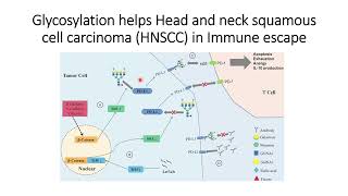 Glycosylation helps Head and neck squamous cell carcinoma HNSCC in Immune Escape Code 516 [upl. by Brause123]