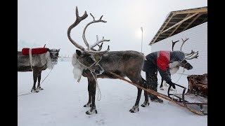 How many reindeer does Santa have and what are their names [upl. by Abbe]