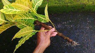 How to Grow Croton Plants From Stem Cuttings [upl. by Anuahsat184]