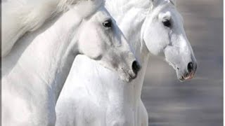 Atori Diok Dangoriya Ahise  Gohpur White Horse Case [upl. by Arand]