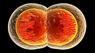 La MEIOSIS explicada fases y funciones🔬 [upl. by Bergwall]