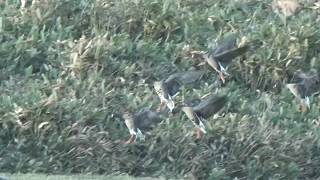 Anser erythropus Lesser Whitefronted Goose call [upl. by Nahraf]