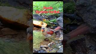 Female Northern Cardinal at Mountain Spring [upl. by Marella]